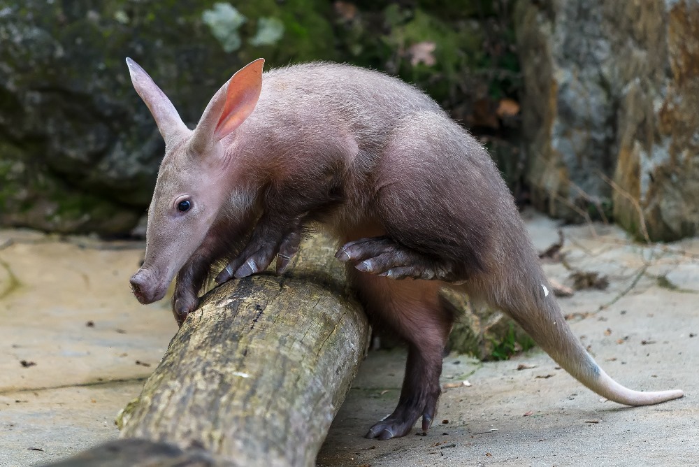 Kito byl velmi zvědavý a svůj první výlet do venkovní expozice si užíval. Foto: Petr Hamerník, Zoo Praha