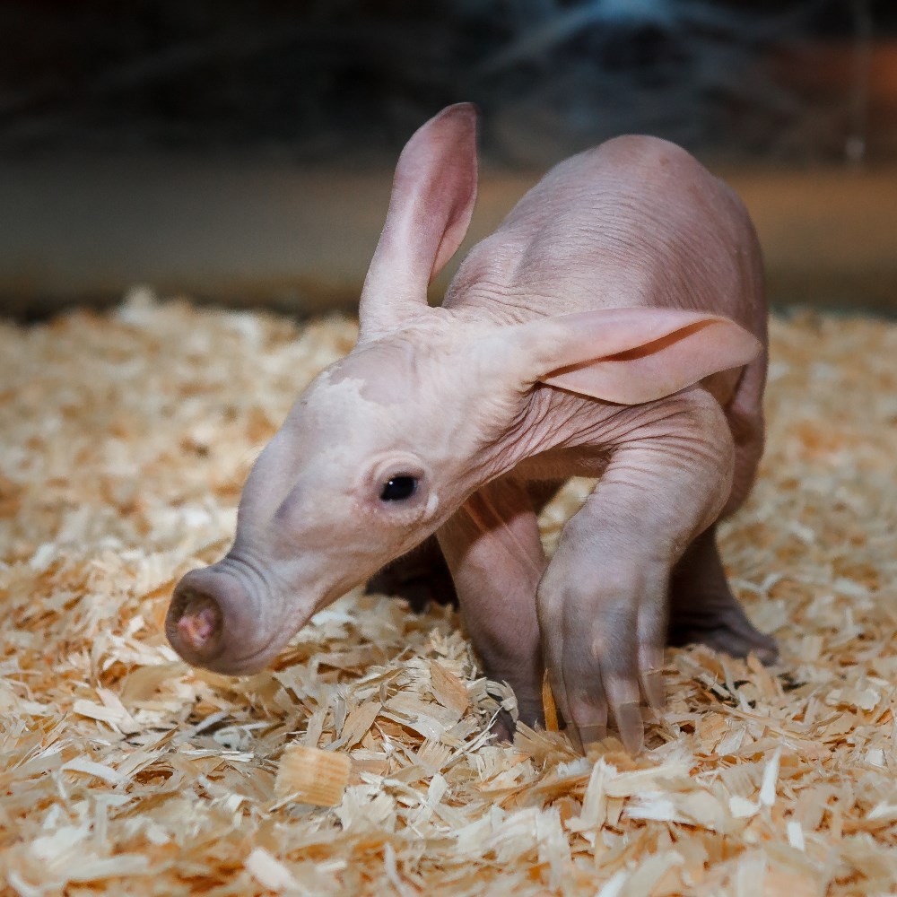 Mládě hrabáče kapského už váží téměř pět kilogramů. Foto Miroslav Bobek, Zoo Praha