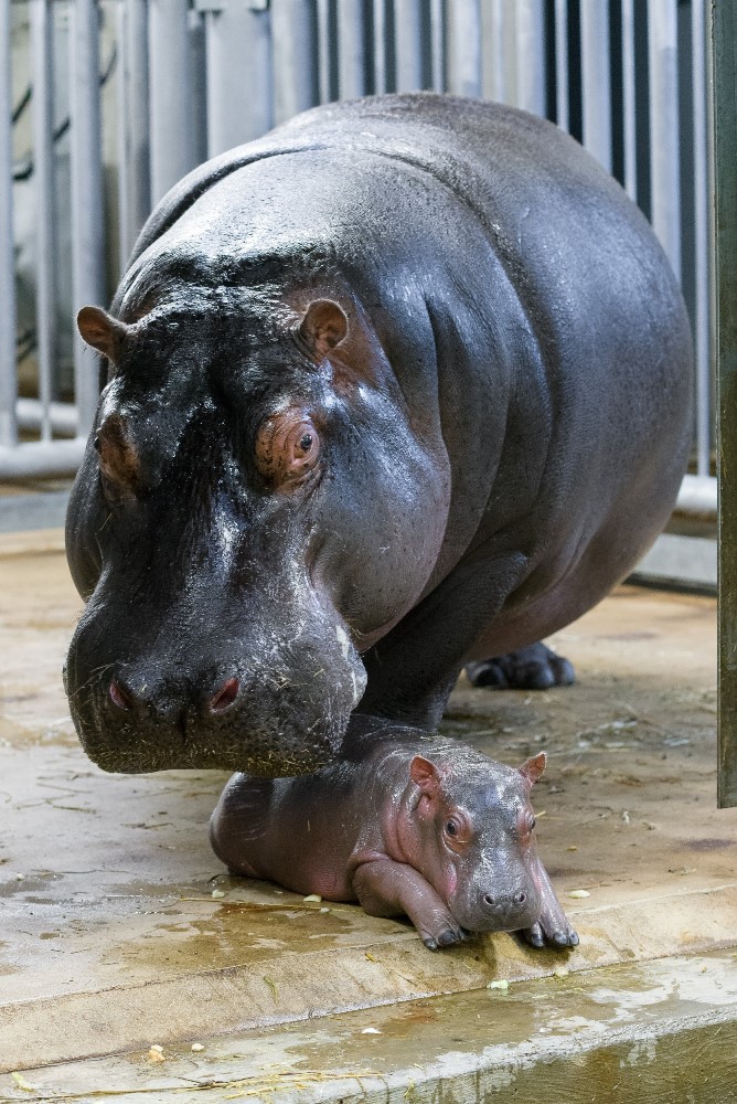 Mládě hrocha s matkou Maruškou první den po porodu. Foto: Petr Hamerník, Zoo Praha