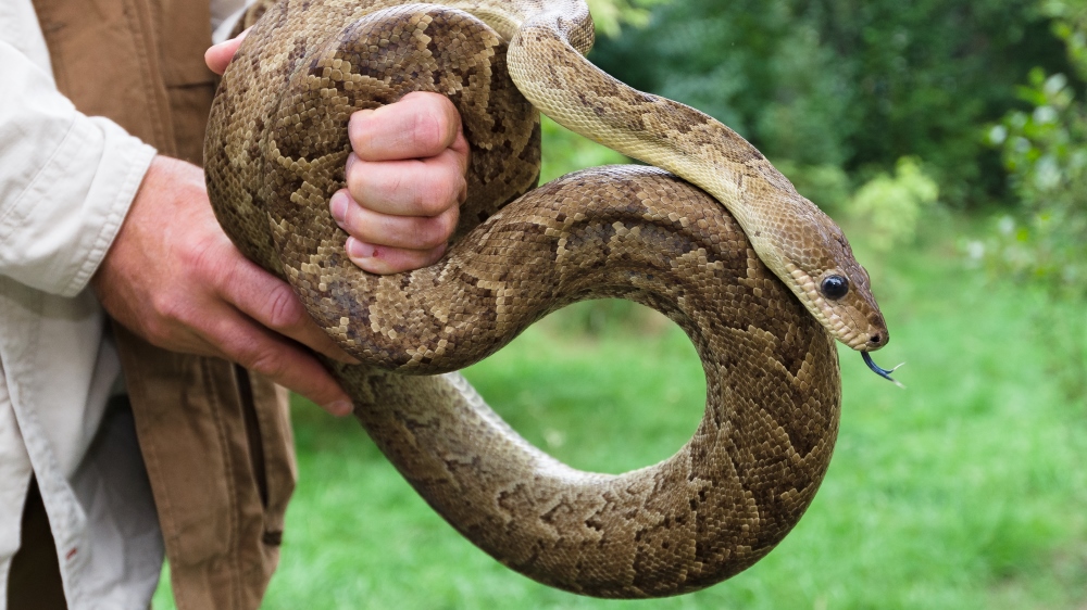 Hroznýšovec kubánský, foto: Petr Hamerník, Zoo Praha