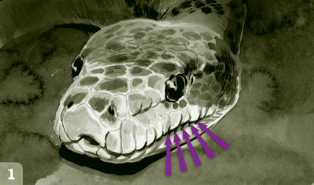 Hroznýšovec kubánský - Cuban boa