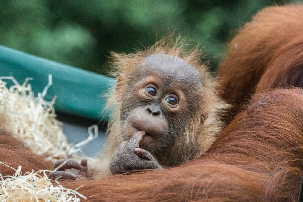 Mládě orangutana sumaterského Pustakawan, zkráceně Kawi se narodilo 17. listopadu 2020. Letos tedy oslaví první narozeniny. Autor: Tereza Mrhálková, Zoo Praha