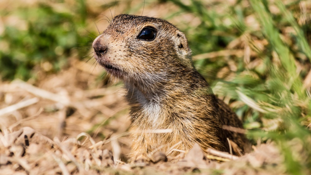 Sysel obecný, foto: Pavel Brandl, Zoo Praha