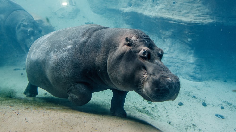 Zoo wrocław