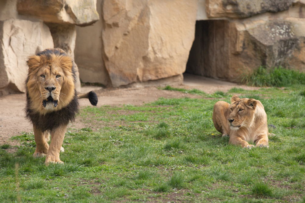 Samec Basil a samice Ginni vloni společně v Praze. Foto: Tereza Mrhálková, Zoo Praha