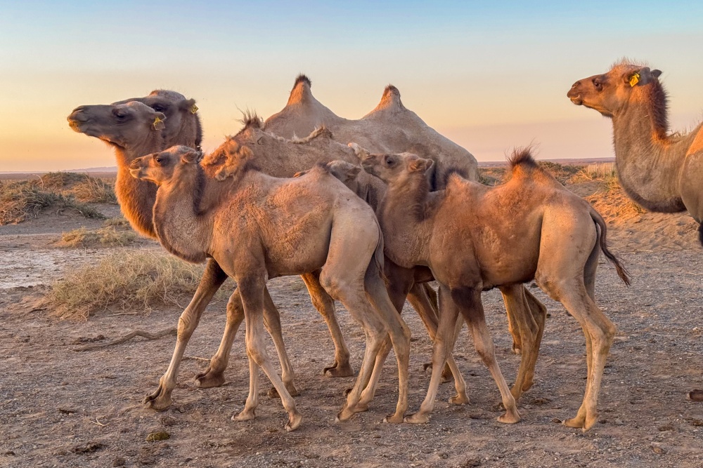 První z mláďat narozených v novém chovném centru v Toli bulag. Foto: Miroslav Bobek, Zoo Praha První z mláďat narozených v novém chovném centru v Toli bulag. Foto: Miroslav Bobek, Zoo Praha