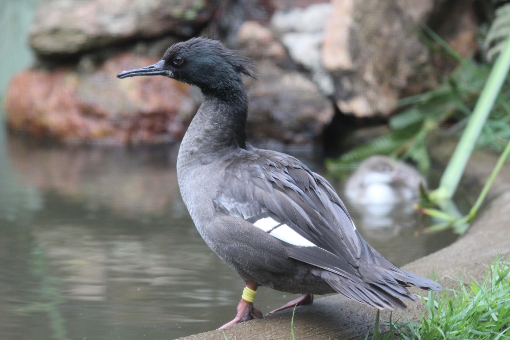Morčák paranský v Zooparku Itatiba v Brazílii – ve své době jediné instituci, kde byl tento druh chován v lidské péči. Foto: Antonín Vaidl, Zoo Praha Morčák paranský v Zooparku Itatiba v Brazílii – ve své době jediné instituci, kde byl tento druh chován v lidské péči. Foto: Antonín Vaidl, Zoo Praha