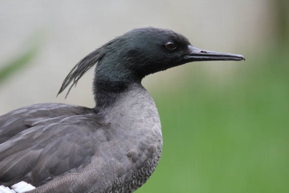 Portrét morčáka paranského. Foto: Antonín Vaidl, Zoo Praha Portrét morčáka paranského. Foto: Antonín Vaidl, Zoo Praha