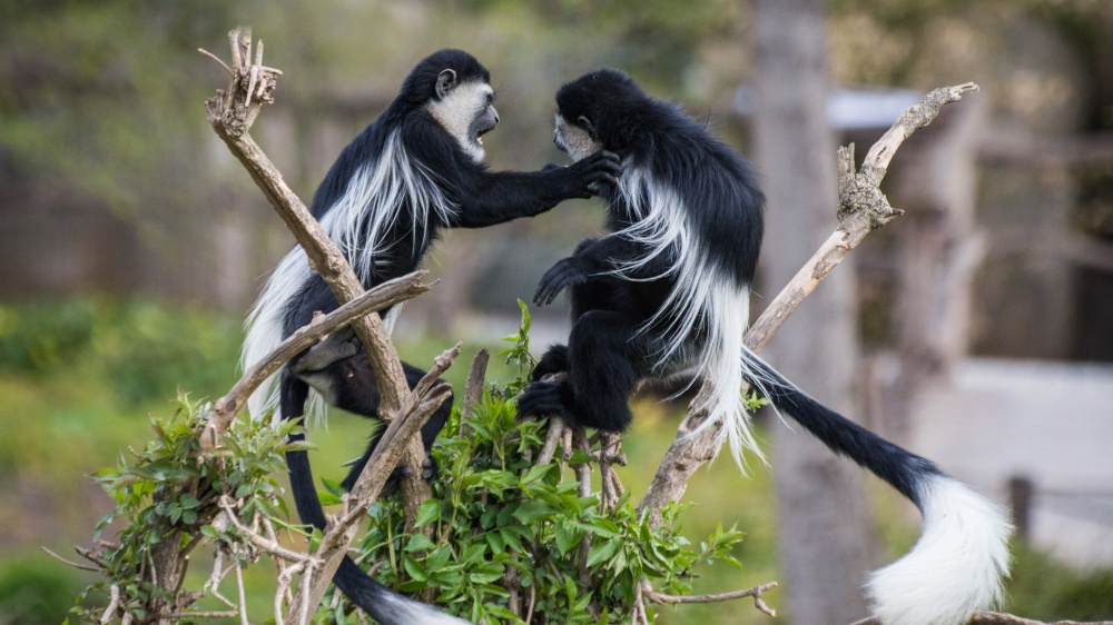 Guerézy pláštíkové. Foto: Tereza Mrhálková, Zoo Praha
