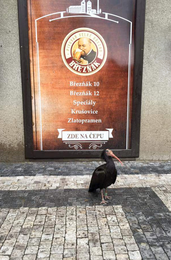 Ibis v centru Prahy. Foto: Petr Macek