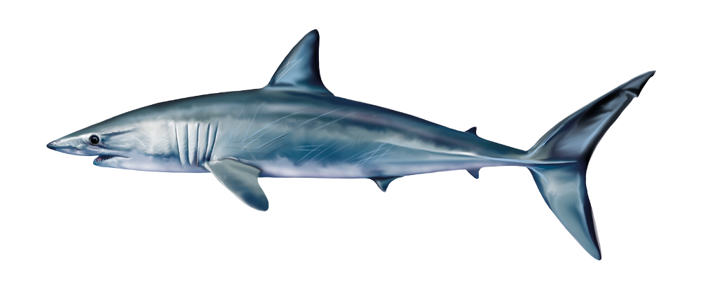 The mako shark is often a by-catch, although it is a prized catch. It is thus one of the most hunted shark species. Illustration: Jan Sovák