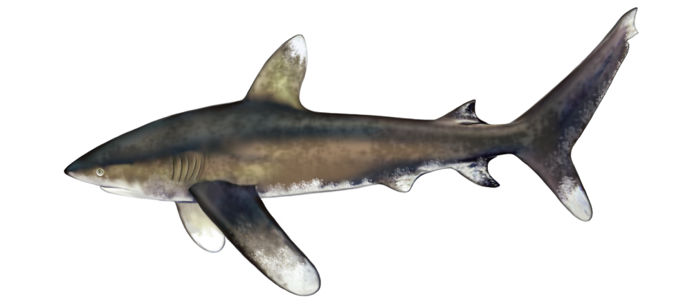 Oceanic whitetip sharks are most often hunted for fins, but also for meat. It is also a frequent by-catch. It is now critically endangered worldwide due to overfishing. Illustration: Jan Sovák