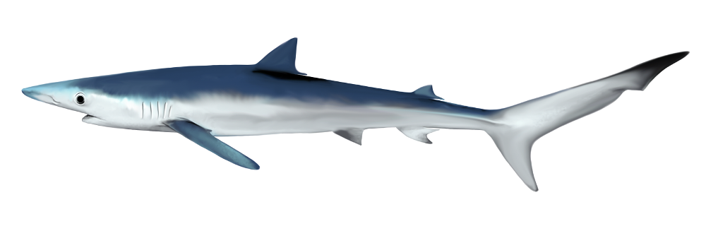 Žralok modrý patří pro své ploutve mezi nejvíce lovené žraloky, kvůli čemuž je ve Středozemním moři kriticky ohroženým druhem. Ilustrace: Jan Sovák