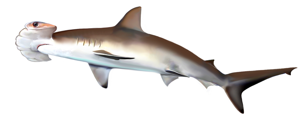 Among the by-catches we can often find the scalloped hammerhead, however, due to the price of shark fins, it is very valuable for fishermen. It is now critically endangered, mainly due to industrial fishing. Illustration: Jan Sovák