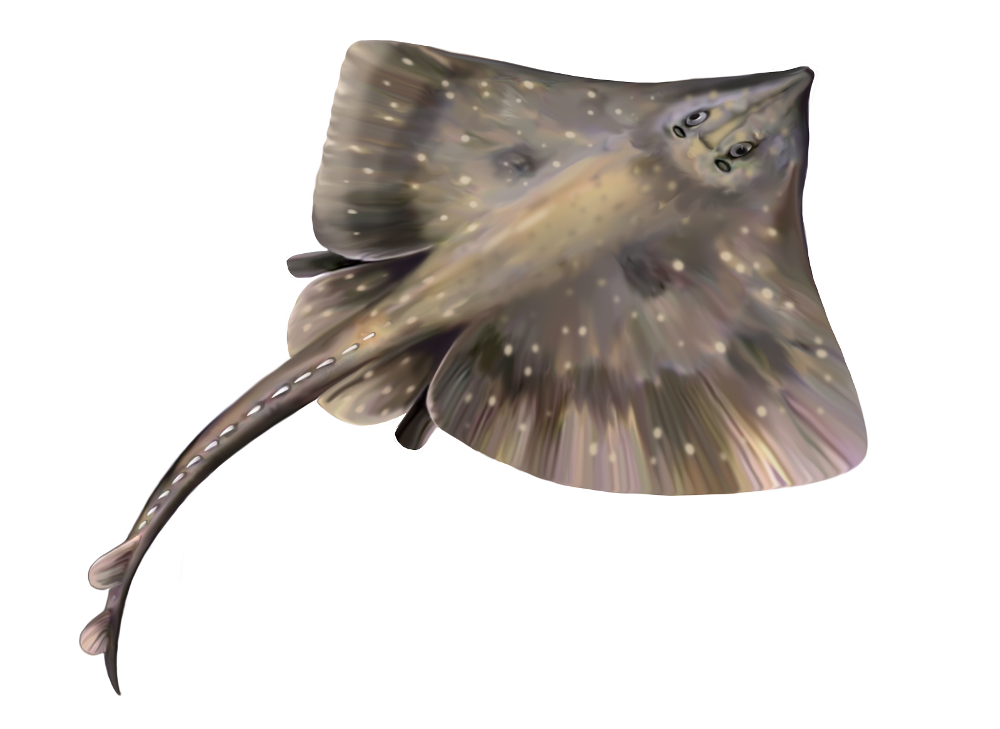 The common skate is a critically endangered species due to overfishing. However, skates in general are also threatened by the destruction of the seabed where they live, most often by trawler nets. Illustration: Jan Sovák