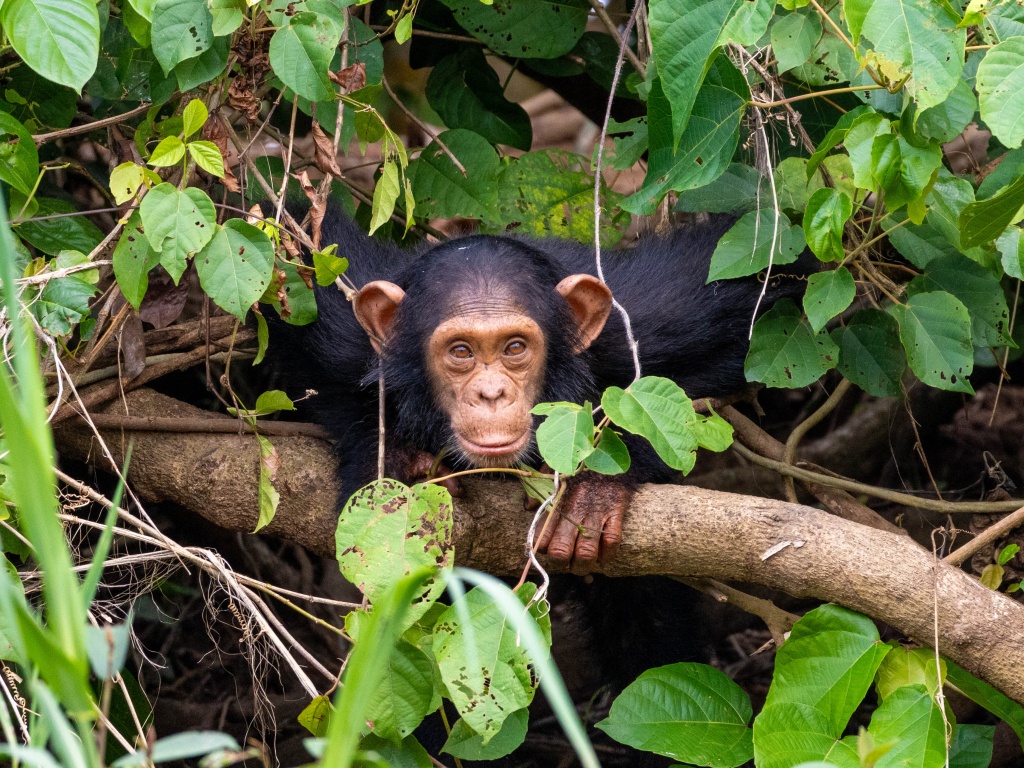 Kamerun Pongo Songo 2025 export 34 Krystina Cechlovska