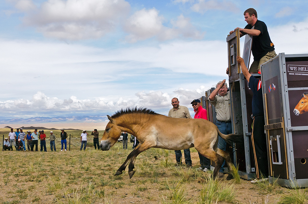 Snímek z prvního Návratu divokých koní v roce 2011. Foto: Jana Ptačinská Jirátová