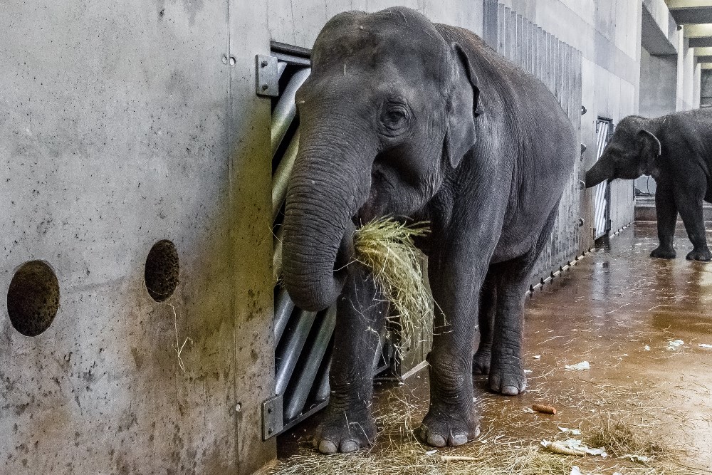 Janita je v očekávání vůbec poprvé, březost trvá u slonic 22 měsíců. Foto: Petr Hamerník, Zoo Praha.