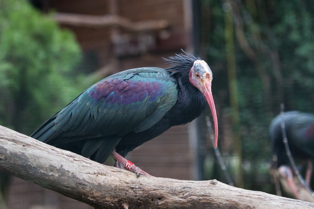 Jeden z ibisů umístěný v náhradní voliéře, foto: Václav Šilha, Zoo Praha