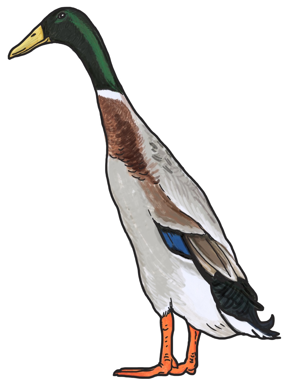 Kachna plemene indický běžec. Ilustrace: Ivana Hanzlíková Kachna plemene indický běžec. Ilustrace: Ivana Hanzlíková