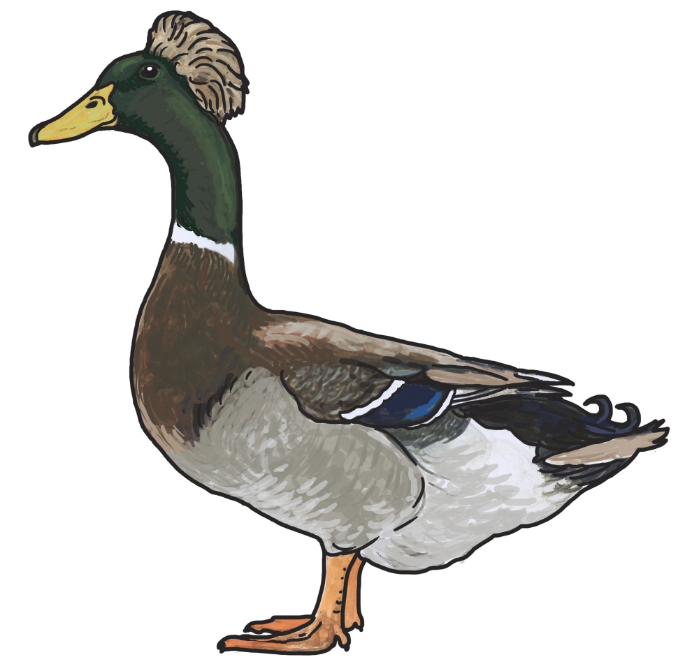 Ilustrace: Ivana Hanzlíková Ilustrace: Ivana Hanzlíková