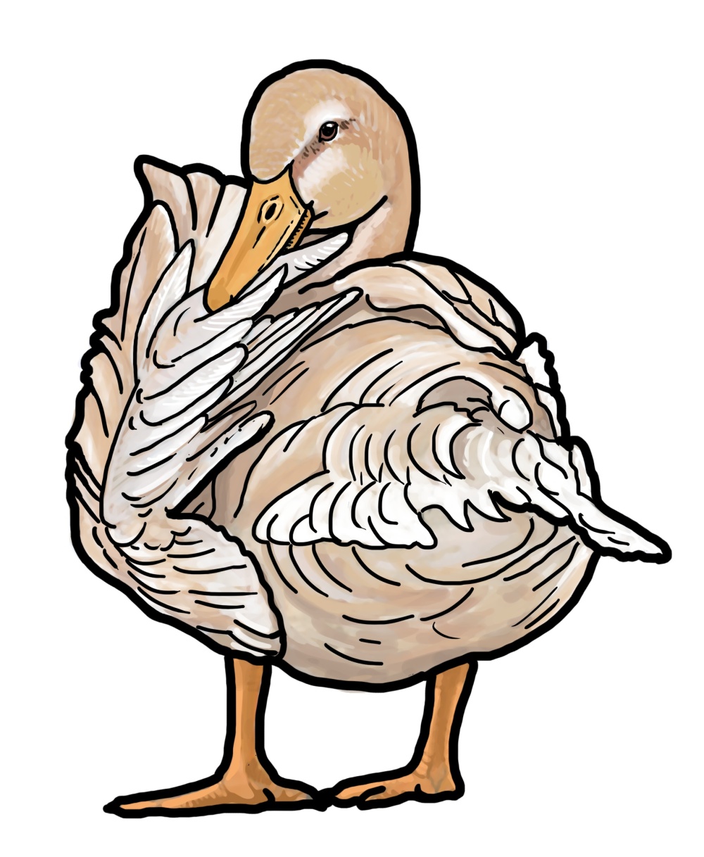 Kachny tráví mnoho času péčí o peří, které si čistí a natírají mazem z kostrční žlázy, aby odpuzovalo vodu a nepromáčelo se. Ilustrace: Ivana Hanzlíková Kachny tráví mnoho času péčí o peří, které si čistí a natírají mazem z kostrční žlázy, aby odpuzovalo vodu a nepromáčelo se. Ilustrace: Ivana Hanzlíková