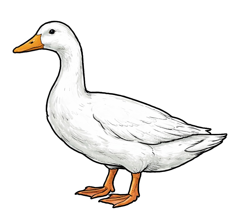 Kachna domaci ChatGPT Kachna domaci ChatGPT