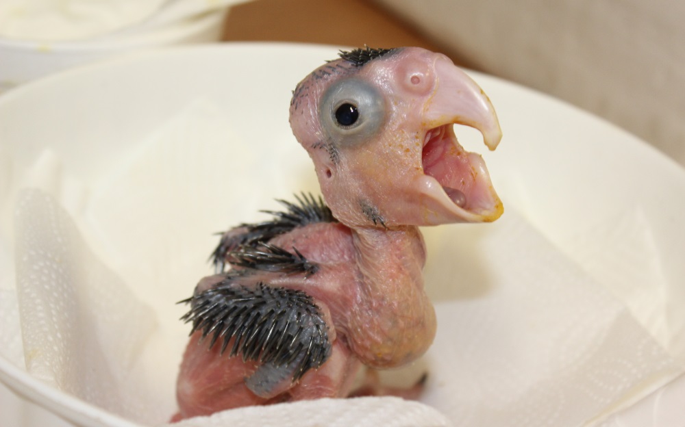 Mláďata kakadu palmových vypadají velmi bizarně. Foto: Antonín Vaidl, Zoo Praha