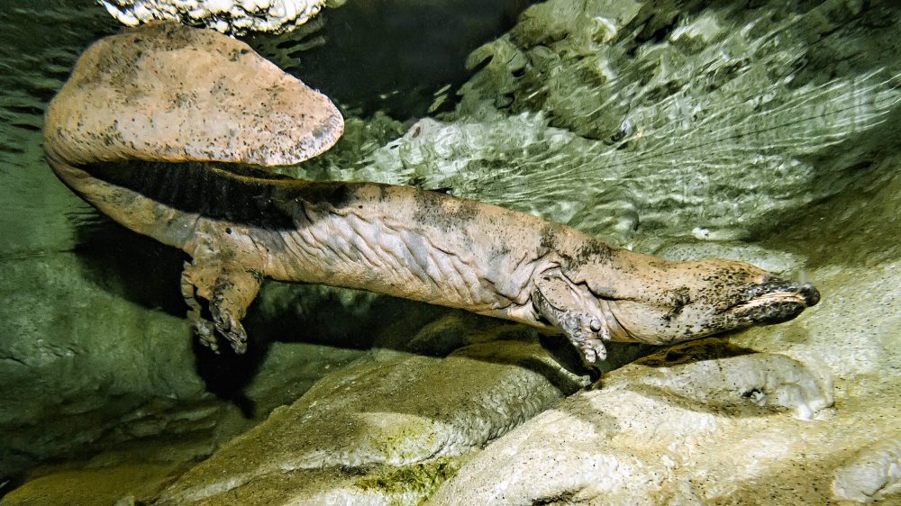 Největší velemlok Karlo zůstává v Praze až do příštího roku. Foto: Petr Hamerník, Zoo Praha