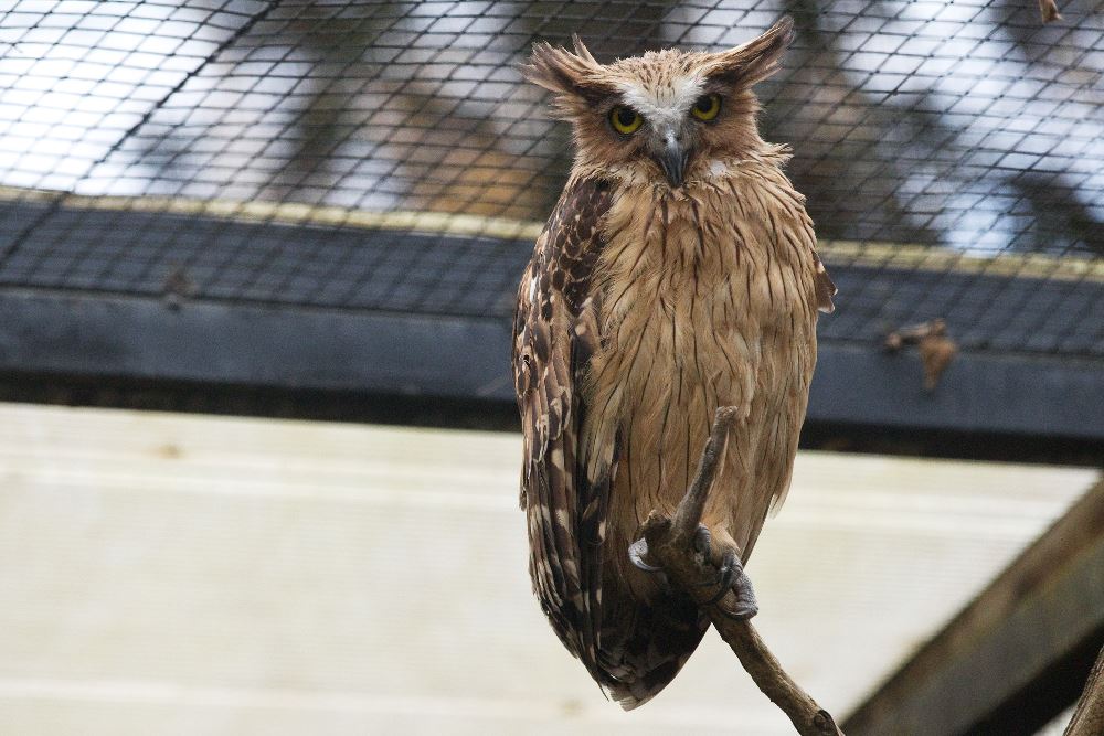 Pražská zoo chová ketupy malajské od roku 2002, k vidění jsou v expozici Bažantnice, foto: Tomáš Adamec, Zoo Praha