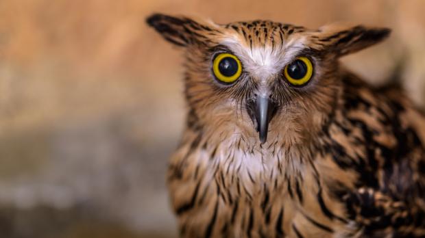 Foto: Petr Hamerník, Zoo Praha