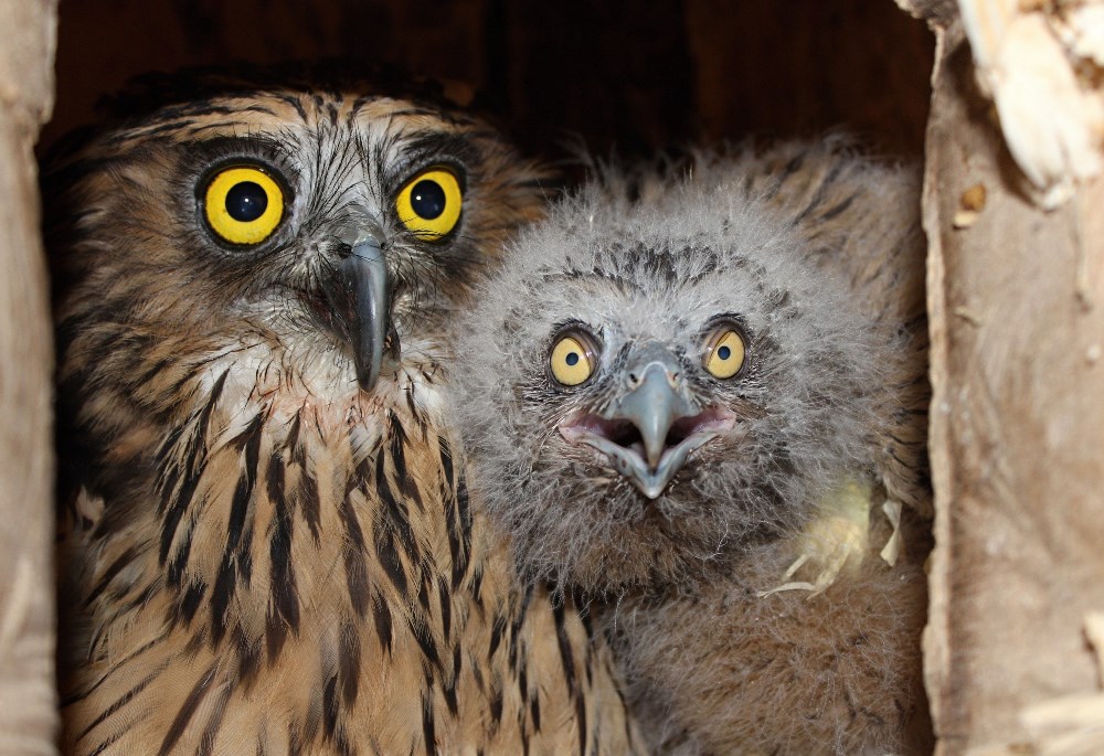 V hnízdní budce se ukrývá čtvrté mládě odchované v Zoo Praha se svou matkou, foto: Antonín Vaidl, Zoo Praha