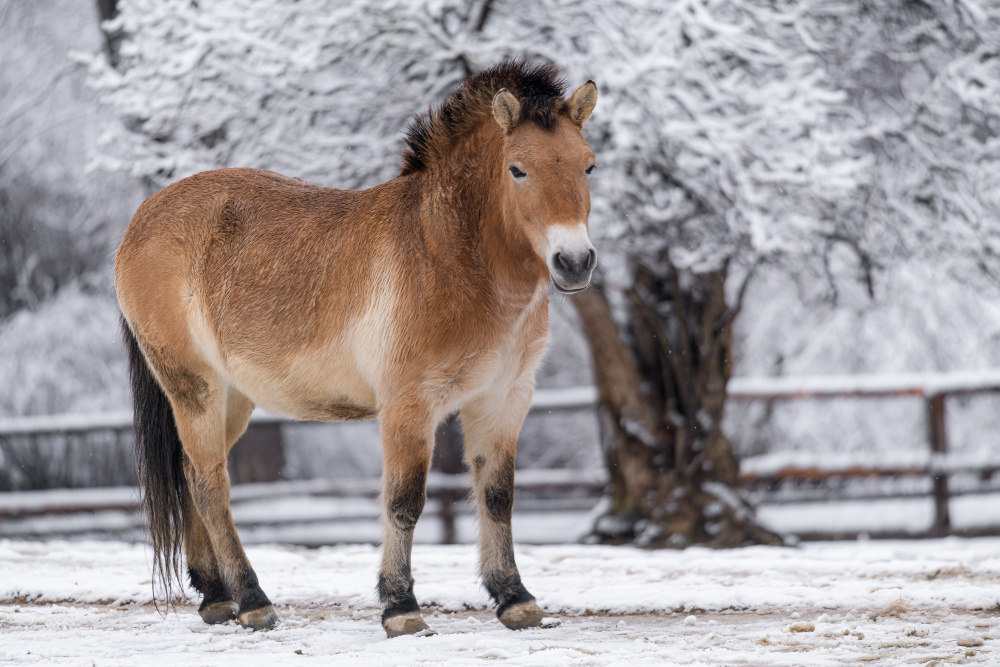 Klisna koně Převalského Wanda, foto: Petr Hamerník, Zoo Praha