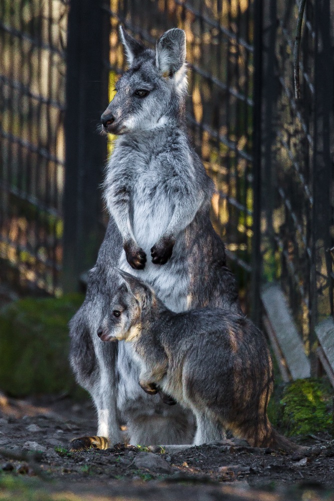 Klokan horský východní dokáže přečkat dlouhé měsíce bez pití, jen s vodou získanou z potravy. Foto: Petr Hamerník, Zoo Praha. 