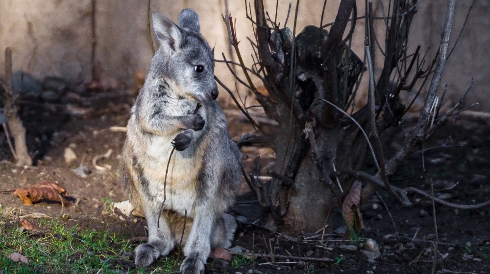 Mládě klokana horského je každým dnem odvážnější. Foto: Petr Hamerník, Zoo Praha.