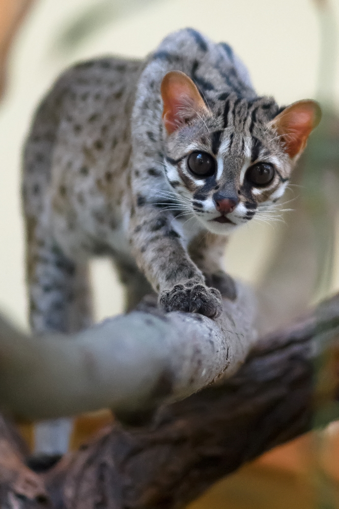 Kočka palawanská patří mezi nejmenší kočky světa. Foto: Petr Hamerník, Zoo Praha