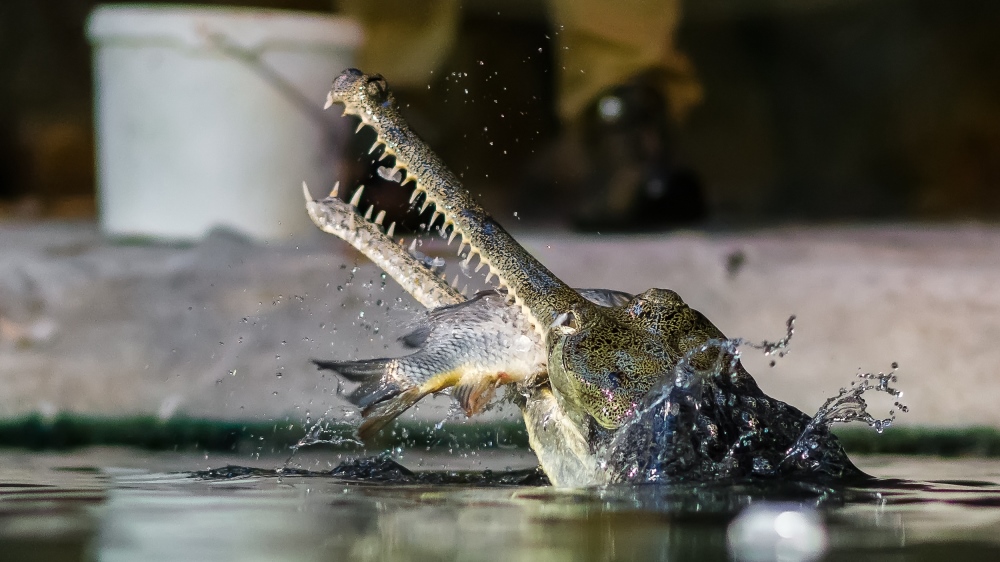 Krmení gaviálů indických je pro návštěvníky velmi zajímavá podívaná. Foto: Petr Hamerník, Zoo Praha