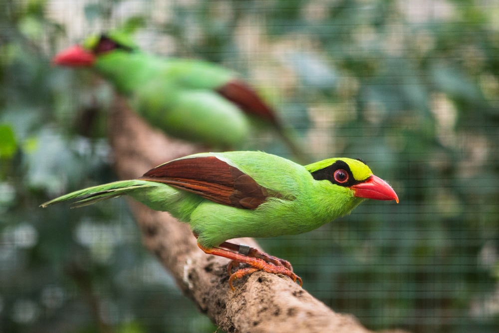 Krasky krátkoocasé jávské, latinsky Cissa thalassina thalassina (anglicky Javan green magpie) patří mezi nejvzácnější a nejohroženější ptáky světa.   Foto: Václav Šilha, Zoo Praha