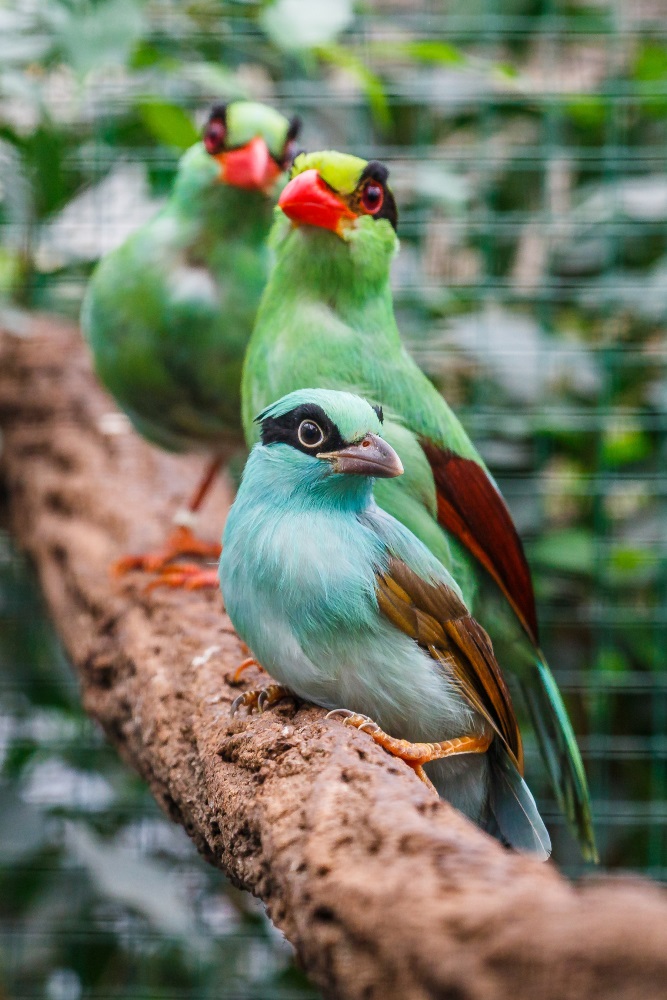 Pražské zoo se podařilo odchovat jedny z nejvzácnějších ptáků na světě – krasky krátkoocasé jávské. Foto: Miroslav Bobek, Zoo Praha