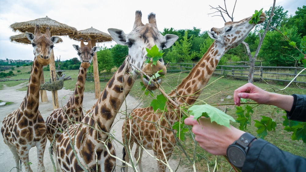 O javorové větve jevily žirafy velký zájem. Foto: Petr Hamerník, Zoo Praha