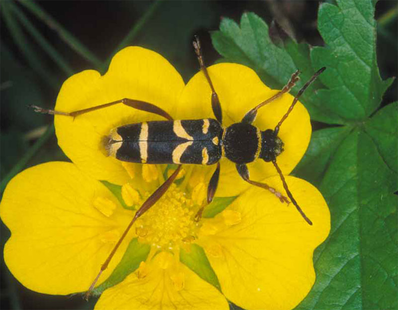 Kuloštítník beraní 