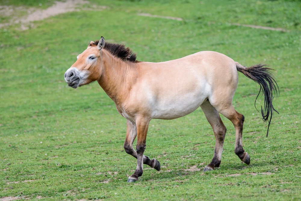 Primule, foto: Petr Hamerník, Zoo Praha