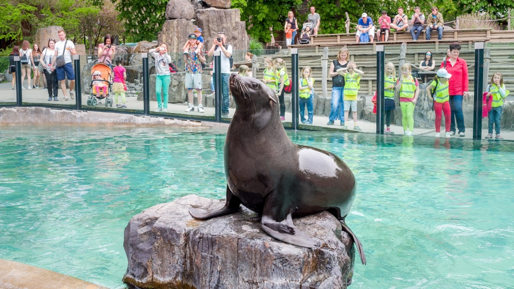 Cvičení lachtanů s chovateli je mezi návštěvníky velmi oblíbené. Foto: Miroslav Bobek, Zoo Praha