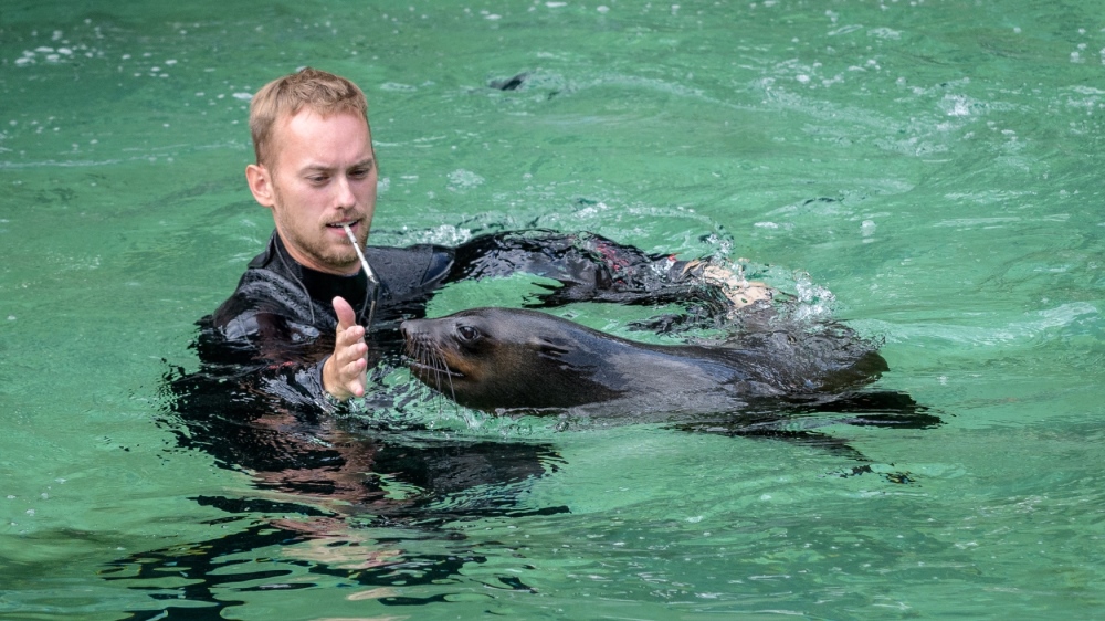 Návštěvníci se dnes mohli v Zoo Praha rozloučit s dvouletým lachtanem Mamutem, který za pár dní zamíří do nového domova v Německu. Foto: Petr Hamerník, Zoo Praha
