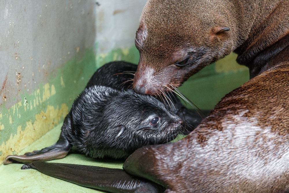 Mládě lachtana i jeho matka Abeba jsou v pořádku. Foto: Miroslav Bobek, Zoo Praha