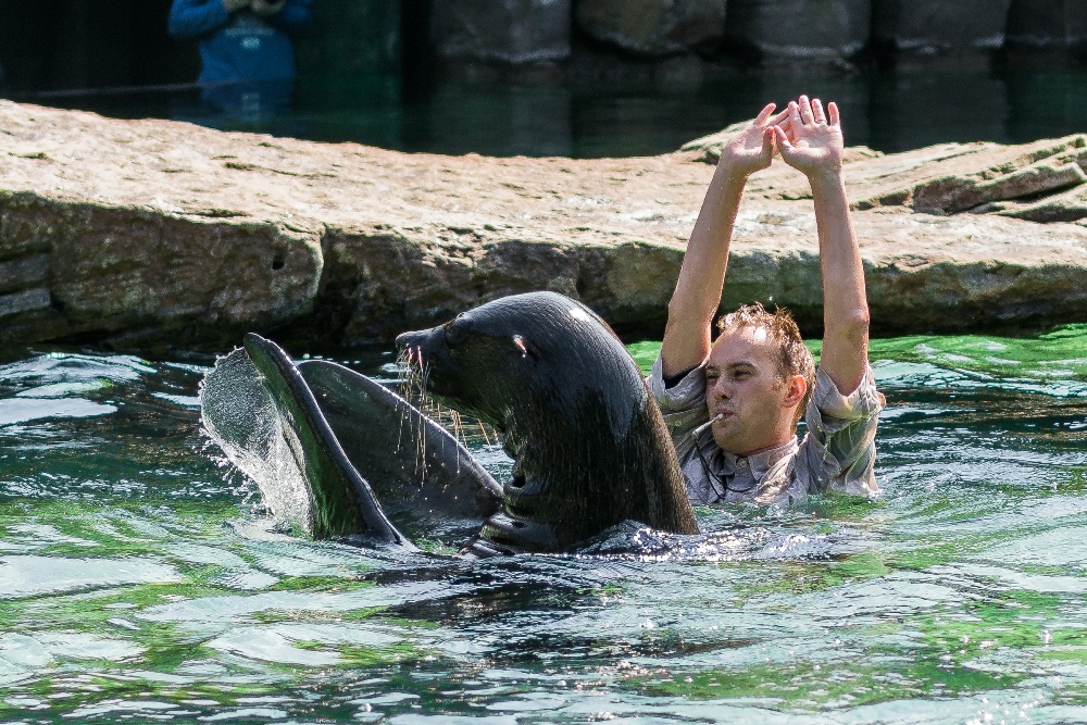 Ze společného cvičení přímo v bazénu měl radost ošetřovatel Jakub Mezei i samec Meloun. Foto: Petr Hamerník, Zoo Praha