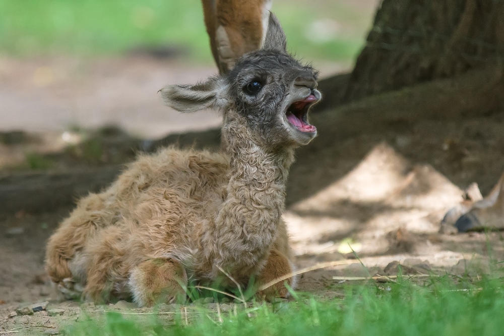 V letošním roce se jedná o druhé mládě u lam guanako. Foto: Petr Hamerník, Zoo Praha