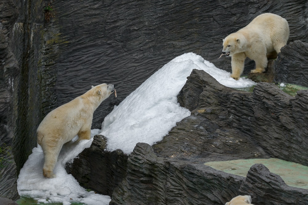 Zejména během tropických teplot si lední medvědi užívají na sněhu. Foto: Petr Hamerník, Zoo Praha