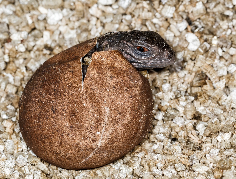 Mláďata při líhnutí „vaječným zubem“, ostrým výčnělkem na horní čelisti naříznou kožovitý obal vejce. Petr Velenský, Zoo Praha