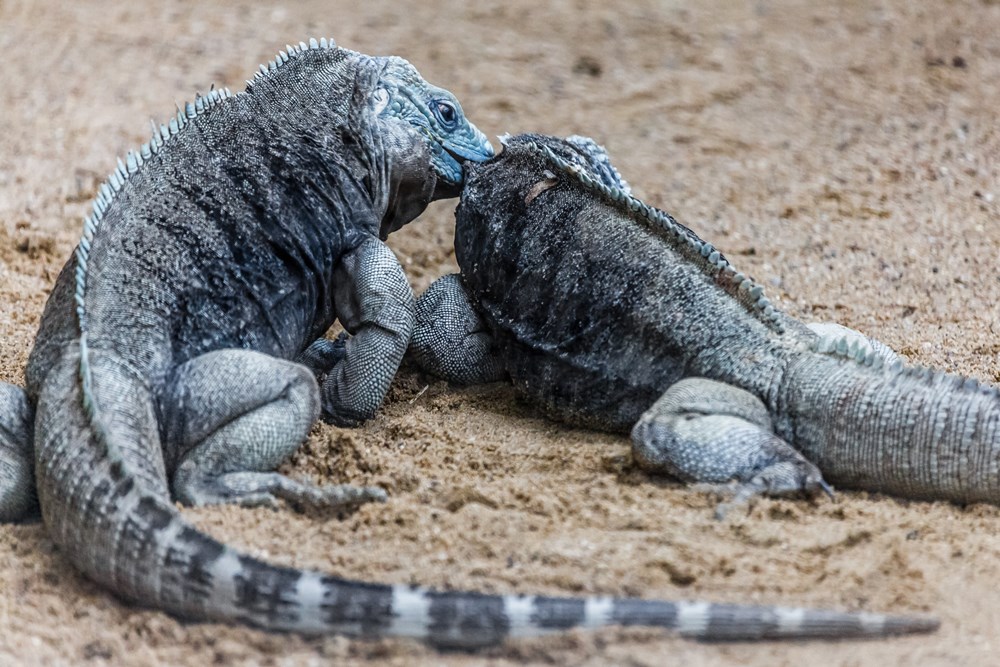 Biting and pulling the skin is necessary part of the courtship ritual of  Blue Iguanas. Photo Miroslav Bobek, Prague Zoo